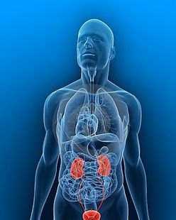 Анатомия и физиология мочеполовой системы фото