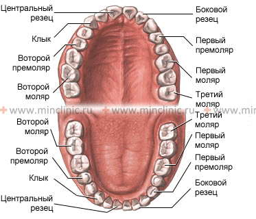 Порядок расположения постоянных зубов на верхней и нижней челюсти.