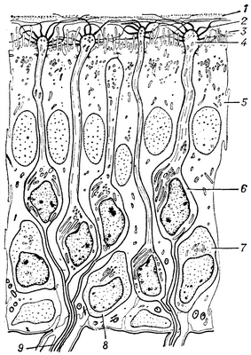 Рис. 2. Схема строения обонятельного эпителия млекопитающего: 1 — слой слизи; 2 — обонятельные жгутики; 3 — микровиллы; 4 — булава рецепторной клетки; 5 — опорная клетка; 6 — рецепторная клетка; 7 — базальная клетка; 8 — бластоцит; 9 — аксоны рецепторных клеток.