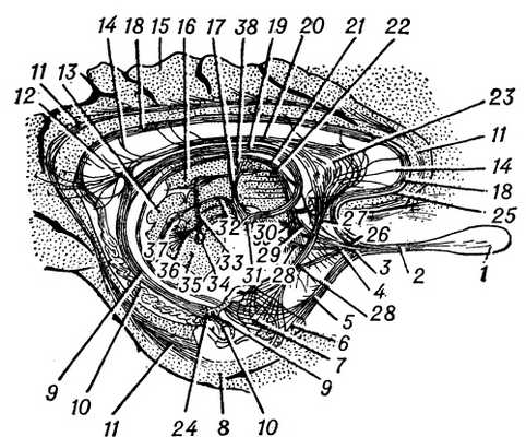 Рис. 3. Схематическое изображение структуры и проводящих путей обонятельного анализатора: 1 — обонятельная луковица; 2 — обонятельный тракт; 3 — обонятельный треугольник; 4 — промежуточная обонятельная полоска; 5 — латеральная обонятельная полоска; 6 — крючок; 7 — миндалевидное тело; 8 — парагиппокампальная извилина; 9 — лоток гиппокампа; 10 — зубчатая извилина; 11 — поясной пучок; 12 — свод и спайка свода; 13 — пластинка крыши среднего мозга; 14 — прободающие волокна; 15 — сводчатая извилина; 16 — таламус; 17 — сосцевидно-таламический пучок; 18 — продольная медиальная полоска серого покрова; 19 — свод; 20 — обонятельный пучок гиппокампа; 21 — терминальная полоска; 22 — мозговая полоска таламуса; 23 — прозрачная перегородка; 24 — бахромка гиппокампа; 25 — передняя спайка; 26 — медиальная обонятельная полоска; 27 — перегородочно-таламический пучок; 28 — ножка прозрачной перегородки; 29 — обонятельные волокна к серому бугру; 30 — основной обонятельный пучок из сосцевидного тела; 31 — сосцевидное тело; 32 — сосцевиднопокрышечный пучок; 33—отогнутый пучок; 34 — межножковый узел; 35 — ножка мозга; 36 — ножка сосцевидного тела; 37 — задний продольный пучок; 38 — переднее ядро таламуса.