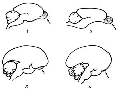 Рис. 2. Относительные размеры обонятельной луковицы (указаны стрелками) у человека и животных: 1 — кошки; 2 — лисицы; 3 — шимпанзе; 4 — человека; (1, 2 — макросматики; 3,4 — микросматики).