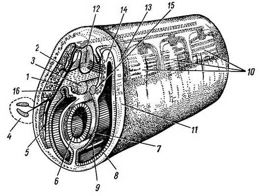 Рис. 50. Поперечный разрез через туловище зародыша позвоночного (схема). 1 - ramus ventralis п. spinalis; 2 - ramus dorsalis n. spinalis; 3 - chorda dorsalis; 4 - зачаток конечности; 5 - вентральный отросток мезодермы; 6 - кишка; 7 - висцеральный листок боковой пластинки; 8 - париетальный листок боковой пластинки; 9 - полость тела; 10 - первичные сегменты (сомиты); 11 - эктодерма; 12 - спинномозговая трубка; 13 - дерматом; 14 - миотом; 15 - склеротом; 16 - нефротом