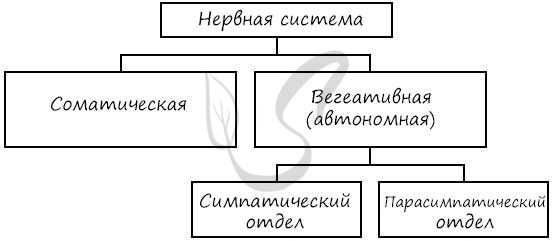 Соматический и вегетативный отделы нервной системы