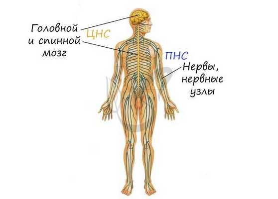 Центральная и периферическая нервная система