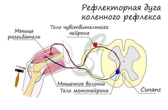 Рефлекторная дуга коленного рефлекса