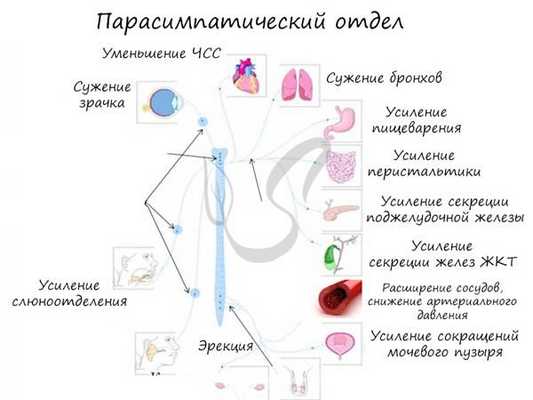 Парасимпатический отдел нервной системы