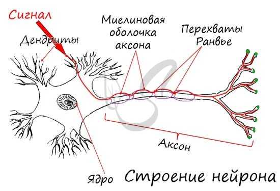 Строение нейрона