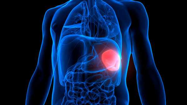 Селезенка в организме человека