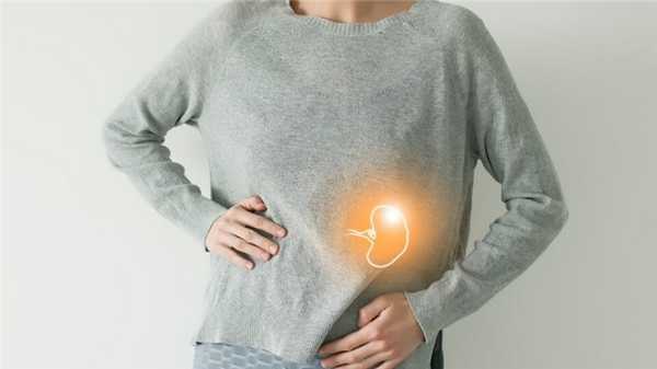 Селезенка человека