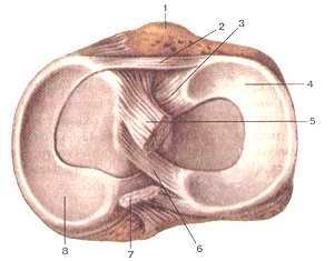 Коленный сустав