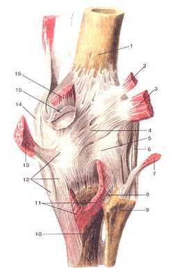 Коленный сустав