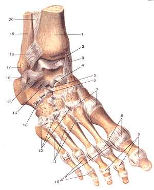 Связки и суставы стопы