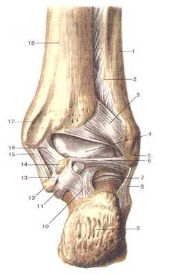 Связки голеностопного сустава