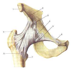 Связки тазобедренного сустава