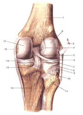 Коленный сустав