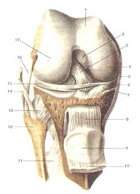 Коленный сустав