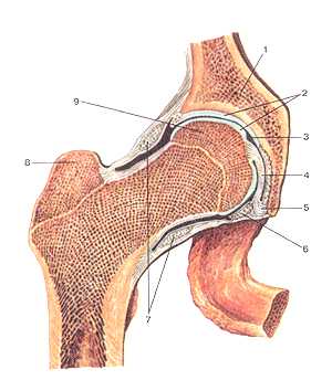  Тазобедренный сустав 