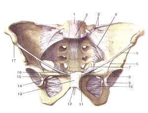 Соединения и связки женского таза