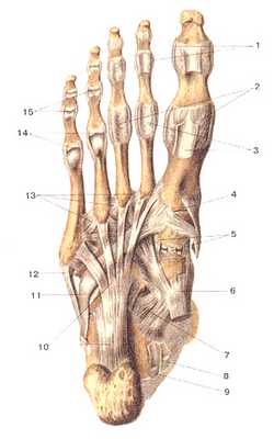 Связки и суставы стопы