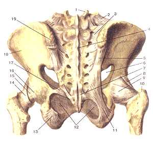 Связки таза и тазобедренного сустава
