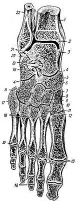 Рис. 42. Суставы и связки стопы (фронтальный распил). 1 - tibia; 2 - articulatio talocruralis; 3 - lig. mediale (deltoideum); 4 - articulatio tarsi transversa; 5 - os naviculare; 6 - articulatio cuneonavicularis; 7 - lig. intercuneiforme interosseum; 8 - os cuneiforme mediale; 9 - os cuneiforme intermedium; 10 - os cuneiforme laterale; 11 - articulatio tarsometatarseae; 12 - lig. cuneometatarseum interosseum; 13 - ligg. collateralia; 14 - articulationes interpha langeae pedis; 15 - articulatio metatarsophalangeal, 16 - ligg. metatarsea interossea; 17 - os cuboideum; 18 - lig. bifurcatum; 19 - lig. talocalcaneum interosseum; 20 - articulatio subtalaris; 21 - lig. talofibular posterrius; 22 - fibula