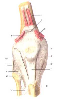 Коленный сустав