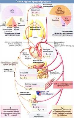 Анатомия кругов кровообращения