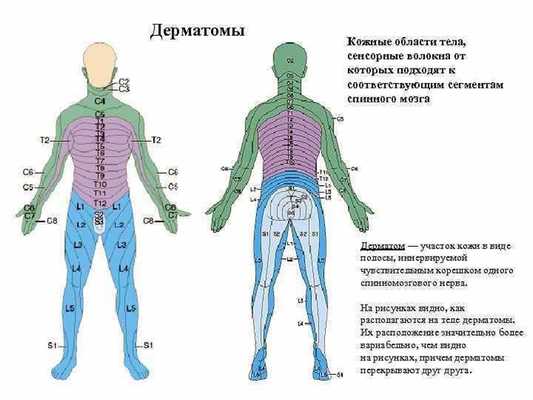 Наглядное представление связи кожи и спинного мозга