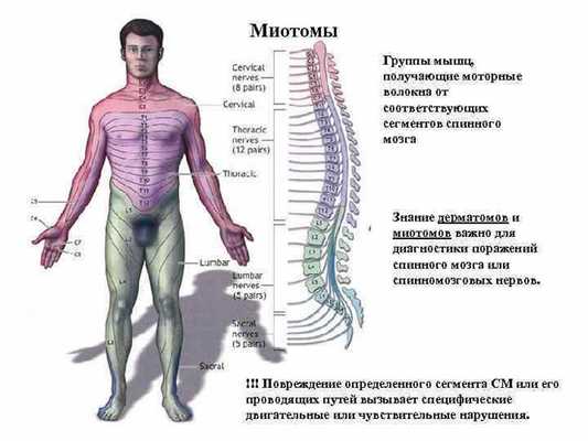 Связь спинного мозга и мышечного волокна
