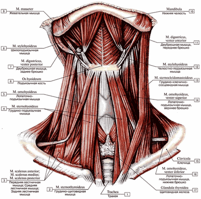 схема мышцы шеи человека