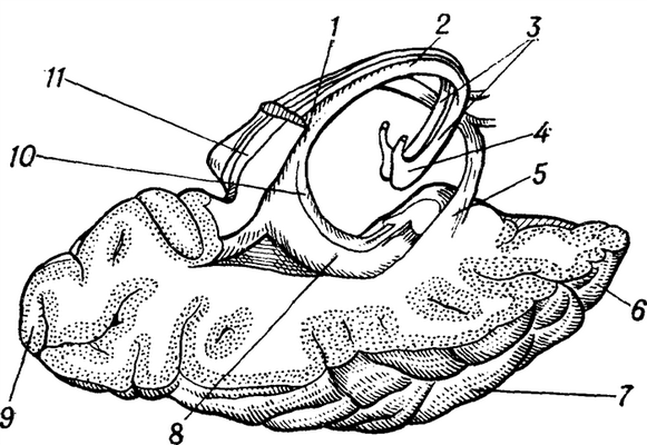 Схематическое изображение части полушария большого мозга с отпрепарированным сводом мезга и гиппокампом: 1 — ножка свода; 2— тело свода; 3— столбы свода; 4— сосцевидные (мамиллярные) тела; 5 — передняя спайка; 6 — височный полюс; 7 — средняя височная извилина; 8— гиппокамп; 9— затылочный полюс; 10— бахромка гиппокампа; 11— мозолистое тело.
