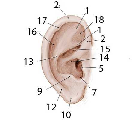 анатомия ушной раковины