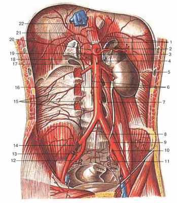 Брюшная часть аорты и ее ветви