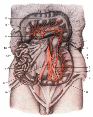 Нижняя брыжеечная артерия и ее ветви, вид спереди. Поперечная ободочная кишка поднята кверху, петли тонкой кишки отвернуты вправо. Париетальная брюшина в области левого брыжеечного синуса удалена