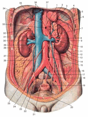 Почечные, средние надпочечниковые, яичковые артерии и другие ветви брюшной части аорты, вид спереди. Передняя брюшная стенка, желудок и другие непарные внутренние органы, пристеночная брюшина и поясничные лимфатические узлы удалены