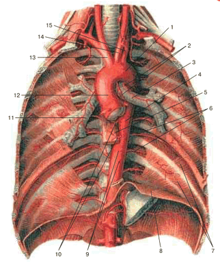 Грудная часть аорты и ее ветви, вид спереди. Передняя грудная стенка, внутренние органы и венозные сосуды удалены