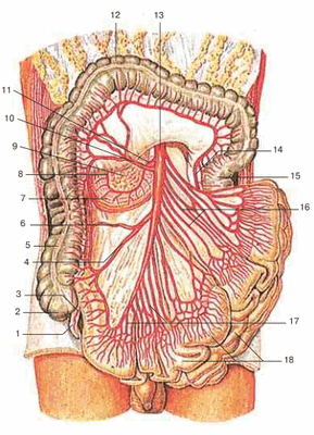 Верхняя брыжеечная артерия и ее ветви