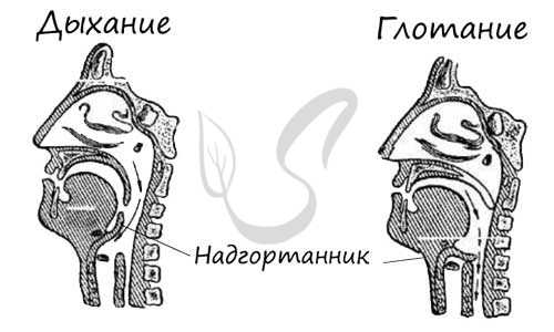 Надгортанник закрывает вход в гортань