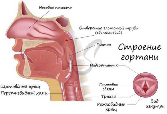 Строение гортани