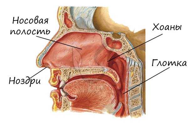 Носовая полость