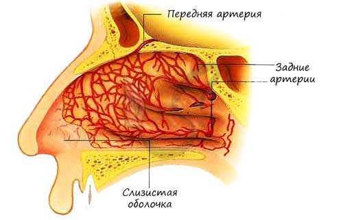Сосуды носовой полости