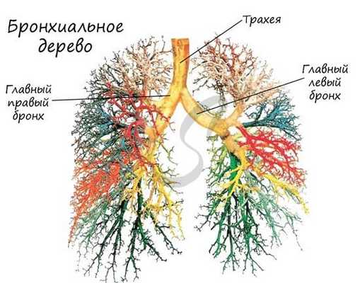 Бронхиальное дерево