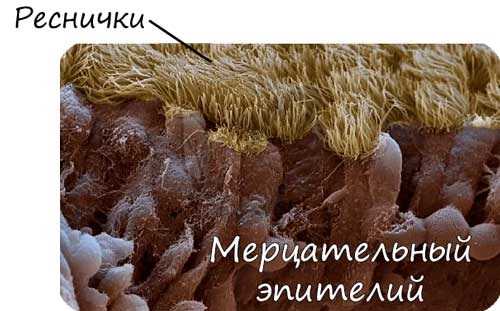 Мерцательный эпителий