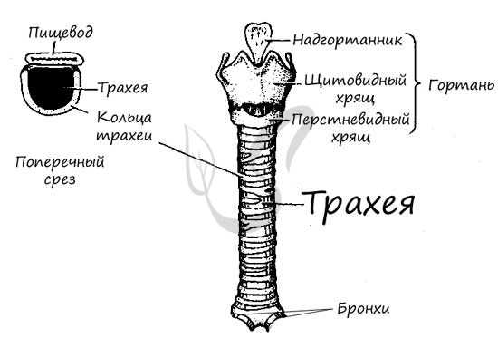 Строение трахеи