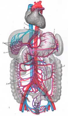 Рис. 1. Топография воротной вены и ее корни (фиолетового цвета): 1 — v. lienalis; 2 — v. mesenterica Inf.; 3 — v. mesenterica sup·.; 4 — v. portae; 5— ветвление сосудов в печени; 6 — vv. hepaticae; 7 — v. cava inf.