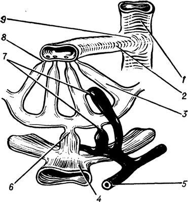 Рис. 2. Схематическое изображение системы сфинктеров на уровне внутрипеченочного кровообращения: 1 — междольковая вена, 2 — центральная вена, 3 — синусоидный капилляр, 4 — воротная вена, 5 — печеночная артерия, 6 — входной венозный сфинктер, 7 — входные артериальные сфинктеры, 8 — выходной сфинктер в месте впадения синусоидного капилляра в центральную вену, 9 — выходной сфинктер в области соединения центральной и междольковой вен.
