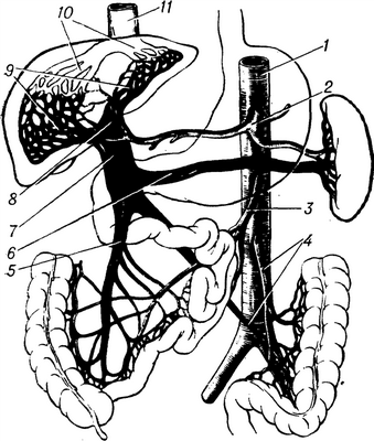 Рис. 1. Схематическое изображение артерий и вен, входящих в систему портального кровообращения: 1 — брюшная аорта; 2 — чревный ствол; 3 — верхняя брыжеечная артерия; 4 — нижние брыжеечные артерия и вена; 5 — верхняя брыжеечная вена; 6 — селезеночная вена; 7 — воротная вена; 8 — печеночная вена; 9 — ветвление воротной вены в печени; 10 — печеночные вены; 11 —нижняя полая вена.