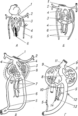 Рис. 1. Развитие воротной вены по стадиям (по Паттену)