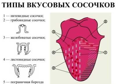 Виды и расположение сосочков языка