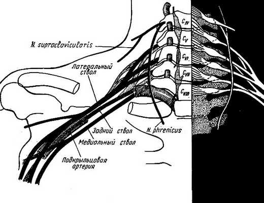 Рис. 220. Плечевое сплетение